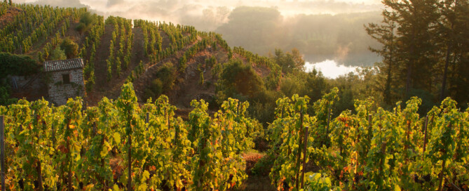 Vendanges 2022 au Domaine Vallet