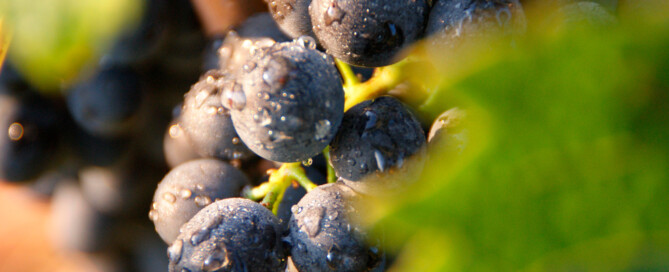 Vendanges 2022 au Domaine Vallet